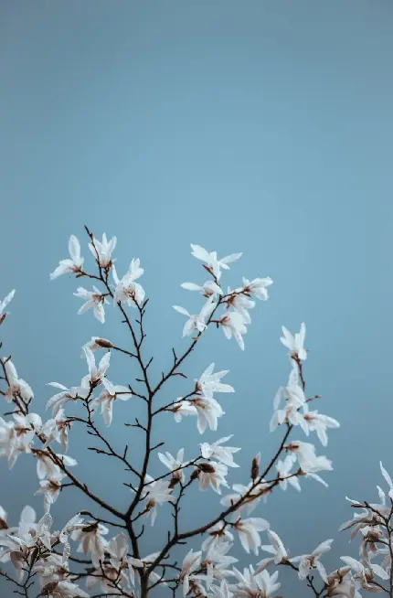 عکس شکوفه‌های گل سفید