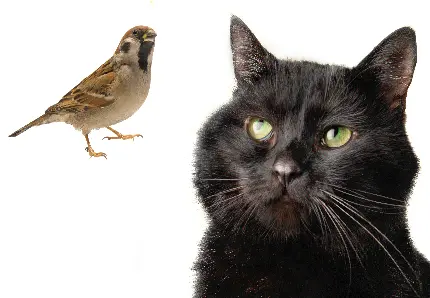 عکس گربه مشکی در کنار پرنده