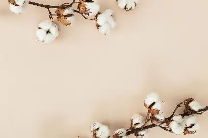 دانلود بک گراند ساده و مینیمال با گل‌های پنبه سفید ساده برای نوشتن متن حاشیه طبیعی