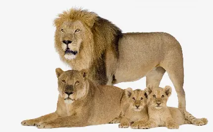 عکس خانوادگی سلطان جنگل شیر به همراه توله شیر و مادرشیر
