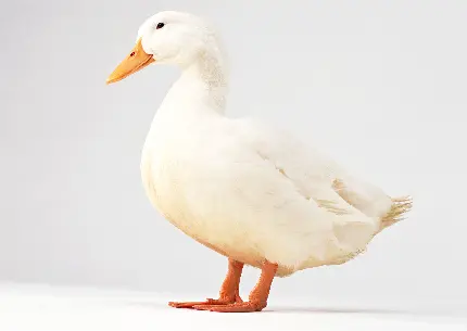 عکس آتلیه ای حیوانات اردک سفید