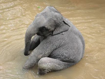 تصویر بچه فیل بامزه نشاسته روی زمین