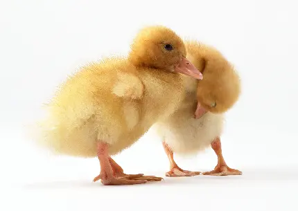عکس آتلیه ای جوجه اردک های کوچک