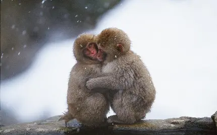 عکس دوتا بچه میمون