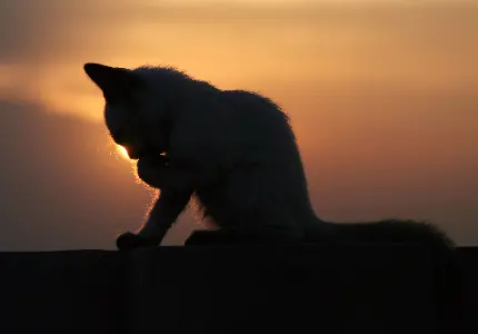 تصویر هنری و خلاقانه گرفته شده از گربه هنگام غروب 