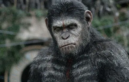 عکس شاپانزه بزرگ و خشمگین در طبیعت