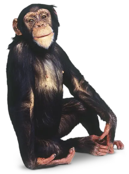 عکس بچه شامپانزه کیوت png دانلود رایگان