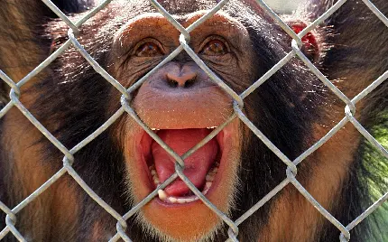 میمون دماغ دراز ویکی پدیا