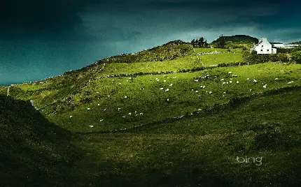 عکس مزرعه و مرتع سرسبز گوسفندهای در حال چریدن کوهستانی