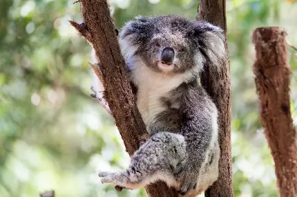 عکس کوالای بامزه بالای درخت در استرالیا