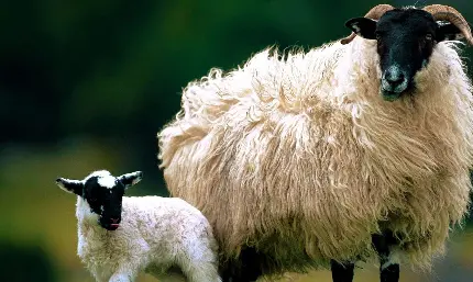 گوسفند بچه سفید پشمالو مناسب برای بک گراند