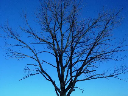 عکس درخت خشکیده در طبیعت با آرامش