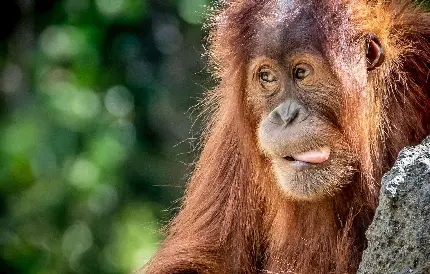 دانلود تصویر خنده‌دار از اورانگوتان در طبیعت