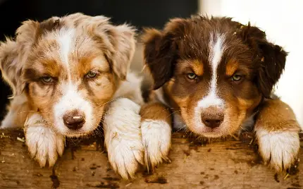تصویر زمینه حیوانات دوست داشتنی از سگ شپرد استرالیایی
