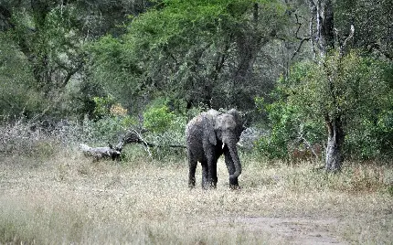 دانلود تصویر بچه فیل بازیگوش در جنگل