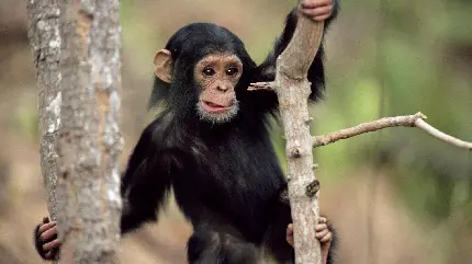 تصویر بچه شامپانزه بازیگوش بالای درخت
