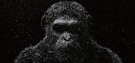 تصویری جالب و گرافیکی از نخستین سان به اسم شاپانزه در پس زمینه مشکی