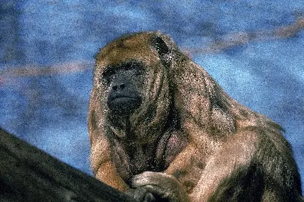 میمون دماغ دراز ویکی پدیا