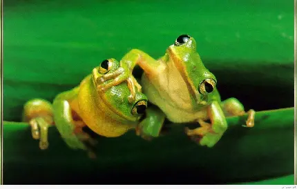 تصویر قورباغه‌های سبز خنده دار