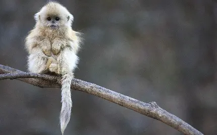 عکس بچه میمون بر روی شاخه درخت
