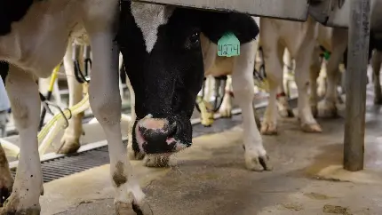 عکس گاوهای شیرده در حال دوشیدن شیر در گاوداری
