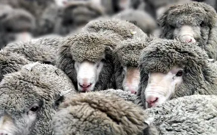 گله گوسفندها با موهای فرفری عکس برای بک گراند