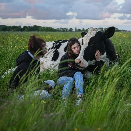 عکس پروفایل گاو سیاه سفید مهربون در مزرعه
