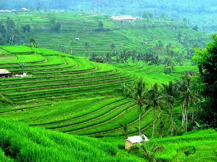 تصویر زمینه خیلی سبز از شالیزارهای برنج در بالی اندونزی