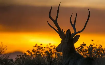 دانلود تصویر زمینه با کیفیت بالا مخصوص ویندوز از غروب خورشید و گوزن شاخدار