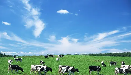 عکس زمینه مزرعه گاوهای سیاه سفید با آسمان آبی