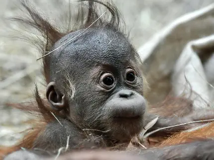 میمون دماغ دراز ویکی پدیا