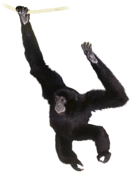 تصویر شامپانزه واقعی بازیگوش بدون پس زمینه در حال بند بازی