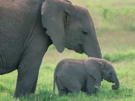 تصویر بچه فیل و مادر فیل واقعی