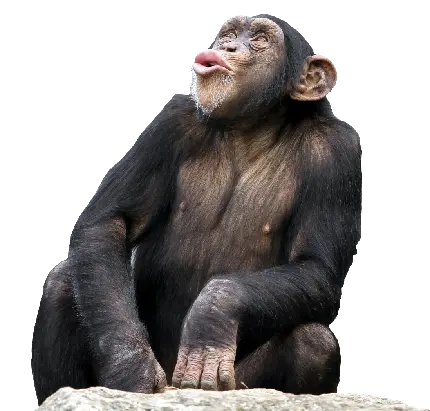 عکس شامپانزه واقعی با کیفیت خیلی بالا بدون پس زمینه png