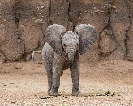 عکس پروفایل بچه فیل کیوت