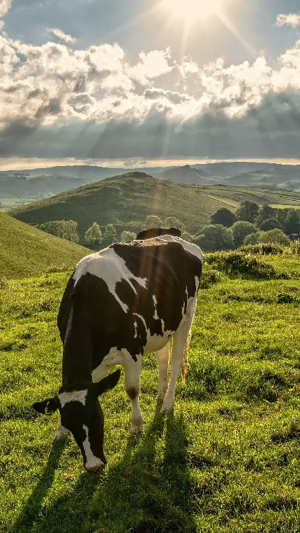 تصویر زمینه گاو در حال چرا در مزرعه سرسبز برای گوشی موبایل