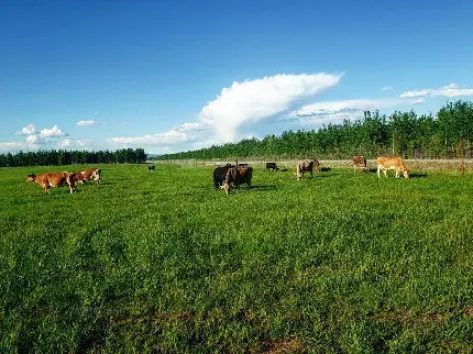 تصویر مزرعه گاوهای شیرده در روستا
