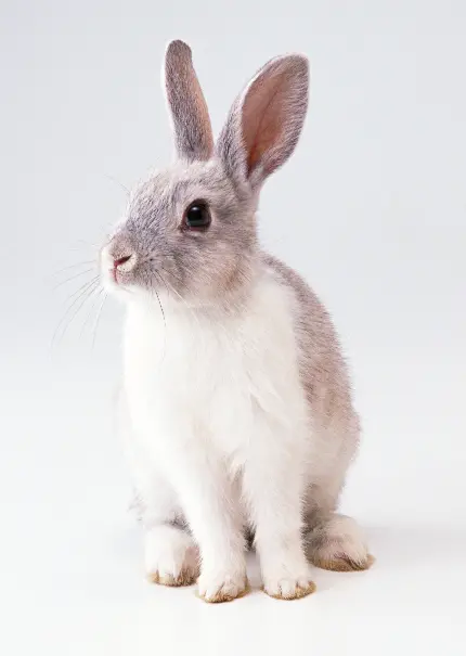 عکس پروفایل آتلیه ای خرگوش