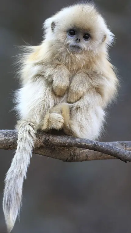 بانمک عکس بچه میمون خوشگل