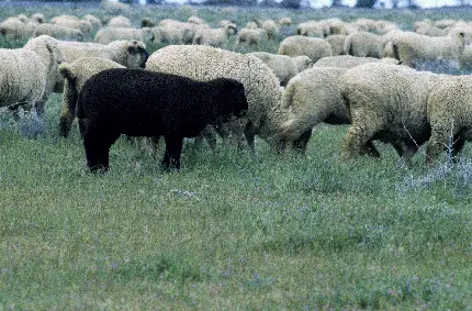 عکس گله گوسفند حیوانات با کیفیت بالا