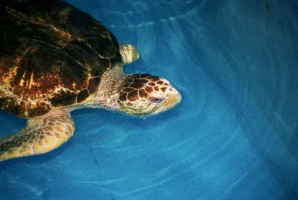 عکس لاکپشت در مستند حیات وحش