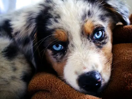 عکس چشم‌های سگ شپرد استرالیایی