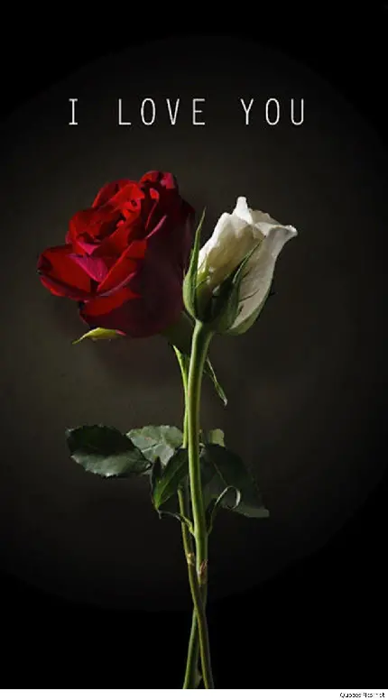 عکس تصویر زمینه عاشقانه لاکچری