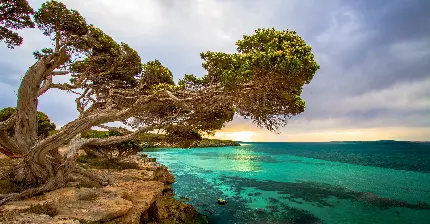 عکس سواحل استرالیا مرجانی و سبز رنگ با کیفیت بالا hd
