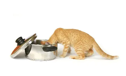 عکس جالب گربه نارنجی در زمینه سفید