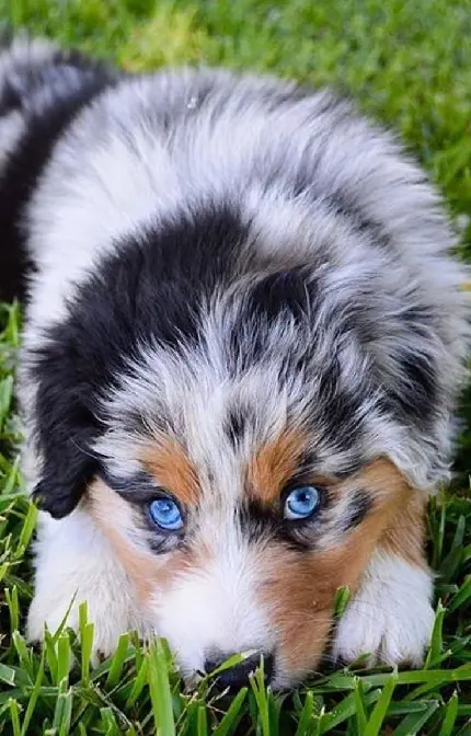 تصویر کیوت و خیلی زیبا از چهره سگ شپرد استرالیایی