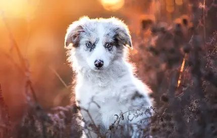 دانلود تصویر زمینه فول اچ دی از سگ شپرد استرالیایی