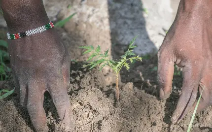 عکس جالب کاشتن نهال کوچک در خاک در روز درختکاری