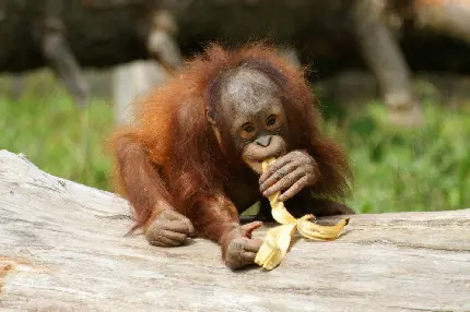 بچه اورانگوتان در حال خوردن موز