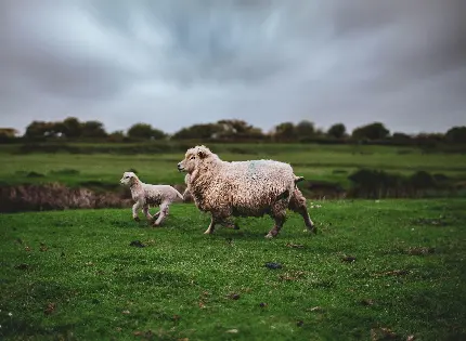 عکس بره و گوسفند سفید پشمالو در مرتع سرسبز
